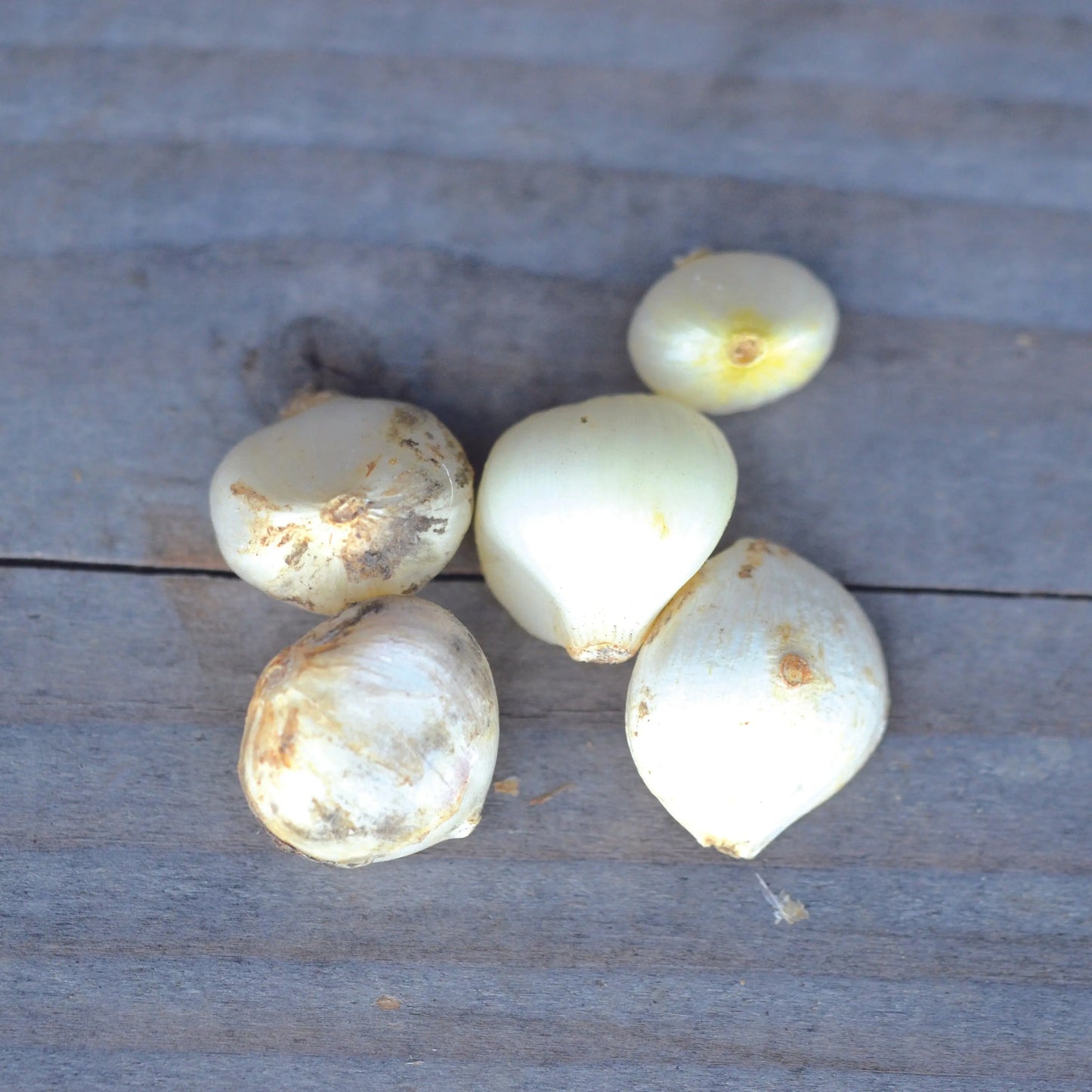 POIREAU PERPETUEL  AB - LOT DE 5 BULBILLES 