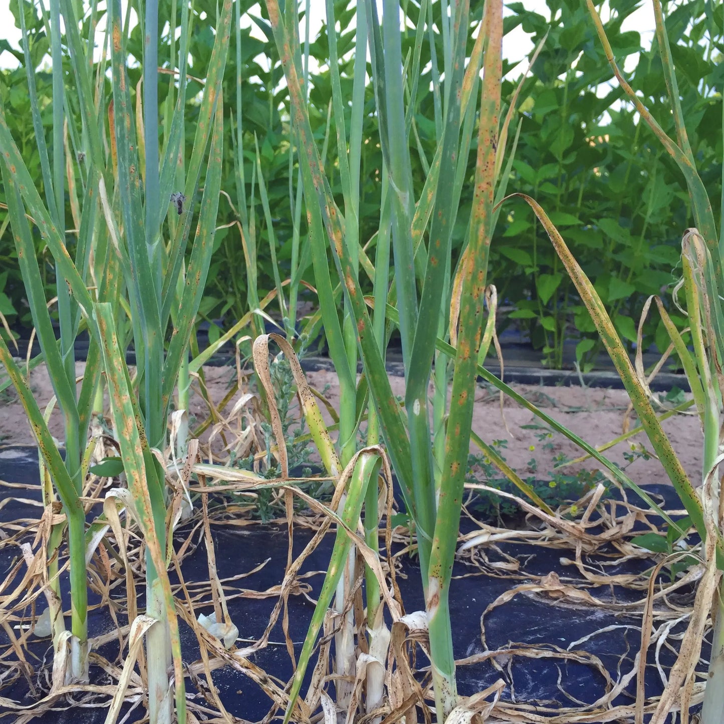 POIREAU PERPETUEL  AB - LOT DE 5 BULBILLES 