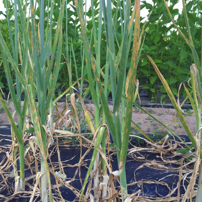 POIREAU PERPETUEL  AB - LOT DE 5 BULBILLES 