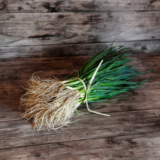 POIREAU PORTURA - (Botte de 50 plants) 