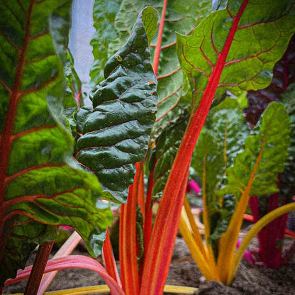 POIREE BRIGHT LIGHTS   AB - PLANT 