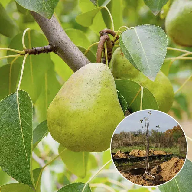 POIRIER DOYENNE DU COMICE AB 