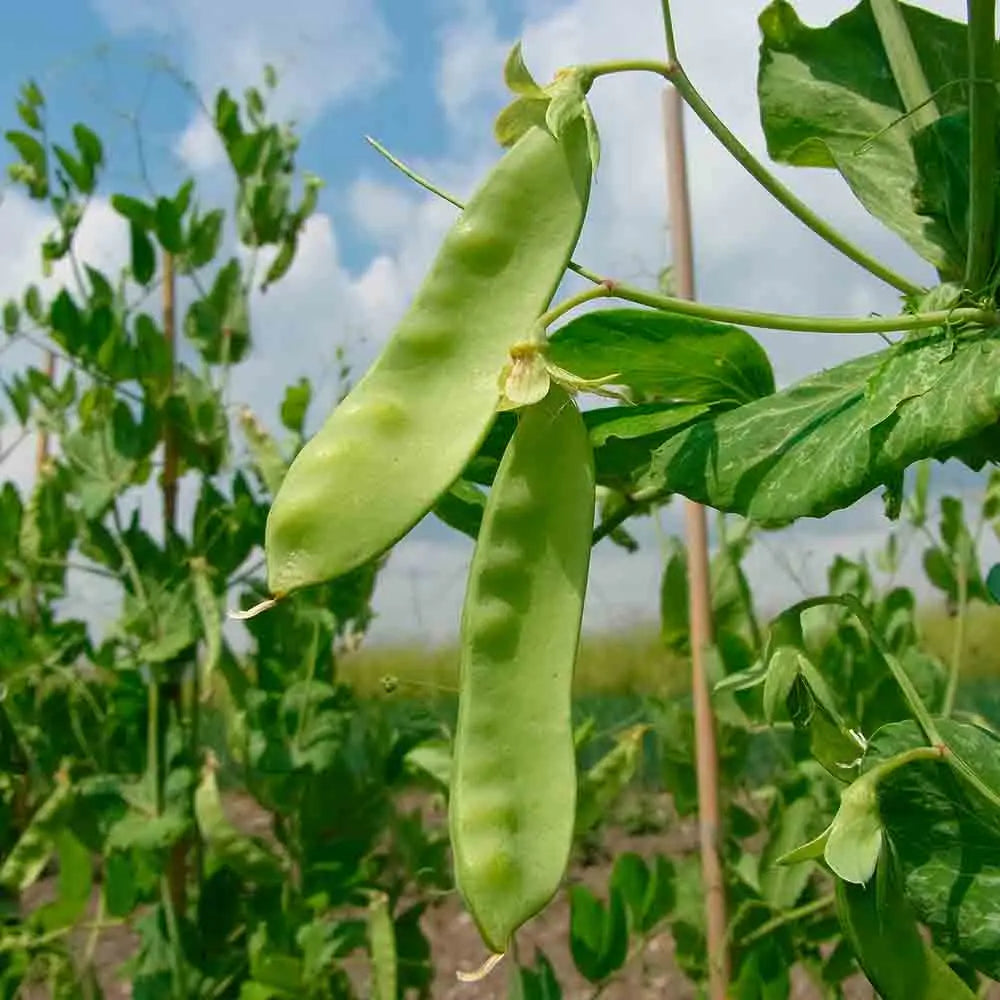 Massa Rames Graines de Pois À Rames D'Hiver Frieda Welten Mangetout Bio – La Ferme ...