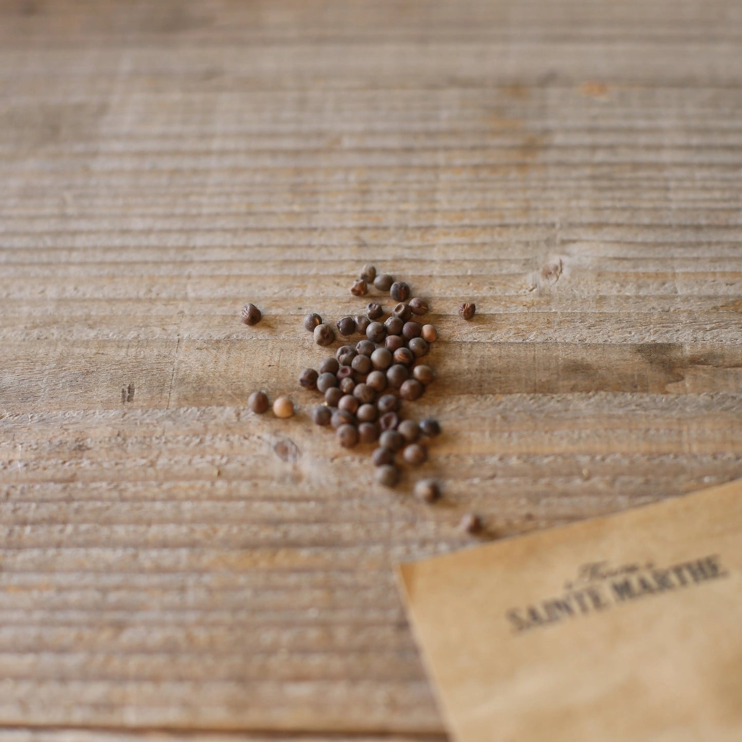 POIS DE SENTEUR GRIMPANT SPENCER EN MELANGE AB 