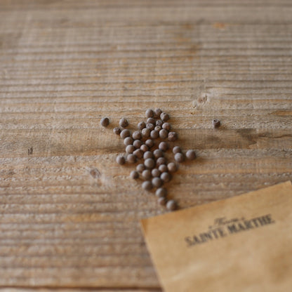 POIS DE SENTEUR GRIMPANT VARIE AB 