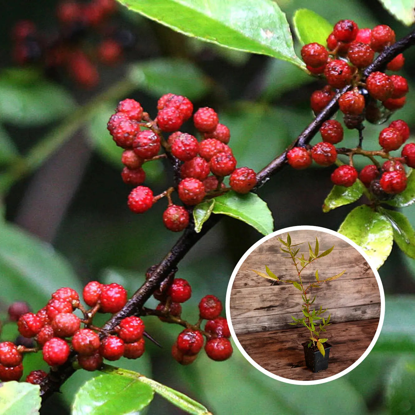 POIVRIER DU TIMUT AB - PLANT 