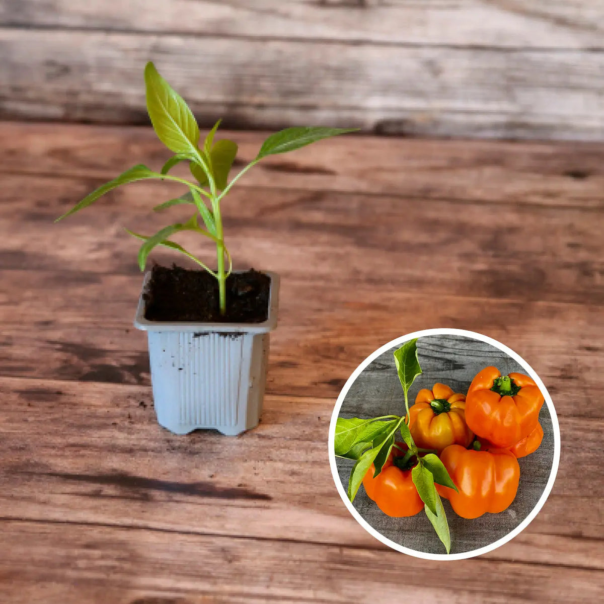 Plants de poivrons bio - Cultivez vos propres lgumes  La Ferme de Sainte  Marthe