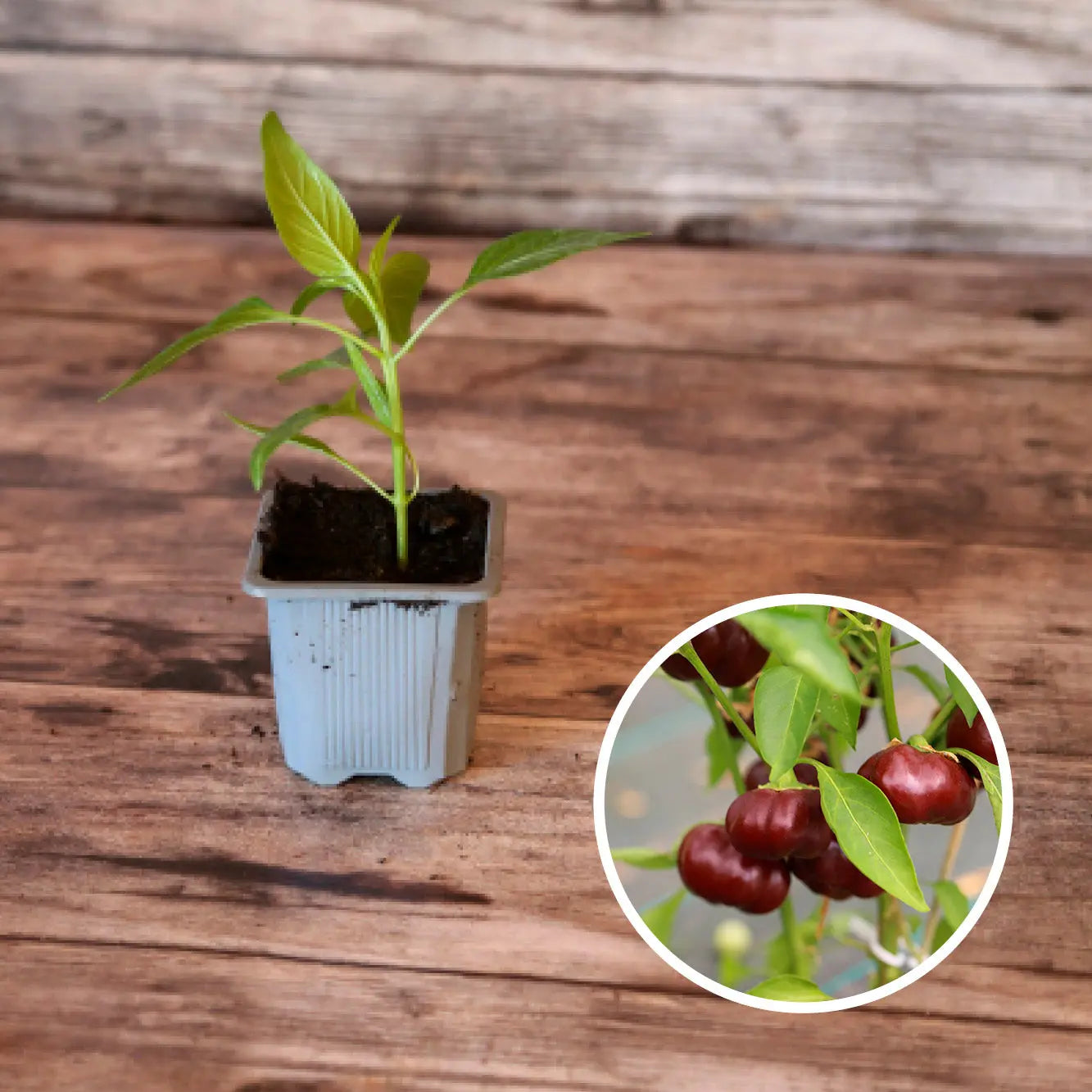 POIVRON MINI CHOCOLATE BELL AB - PLANT 