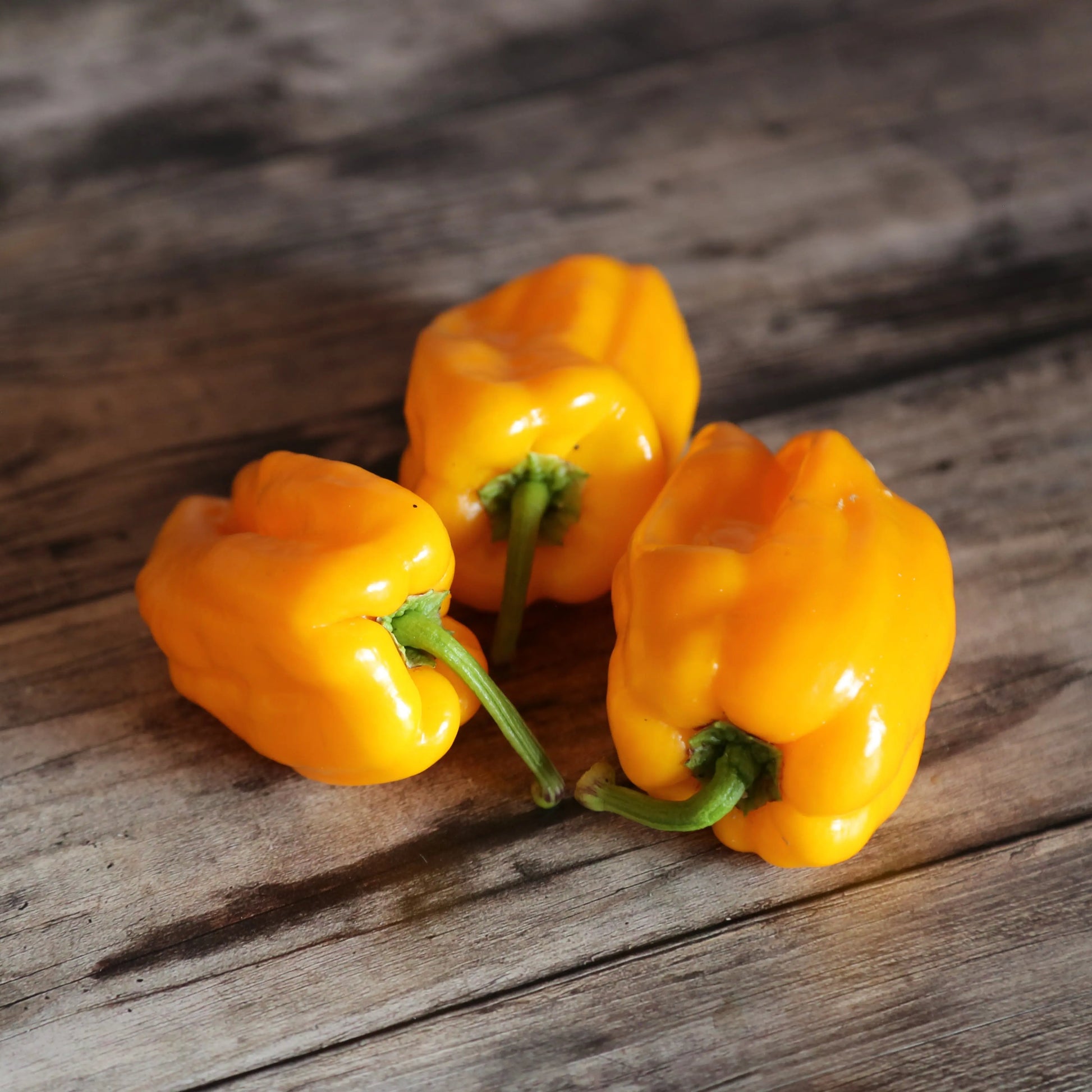 POIVRON PETIT MARSEILLAIS AB 