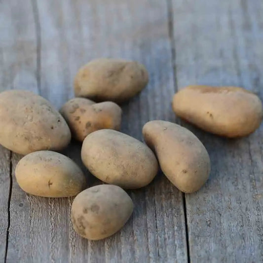 POMME DE TERRE ALLIANS AB 