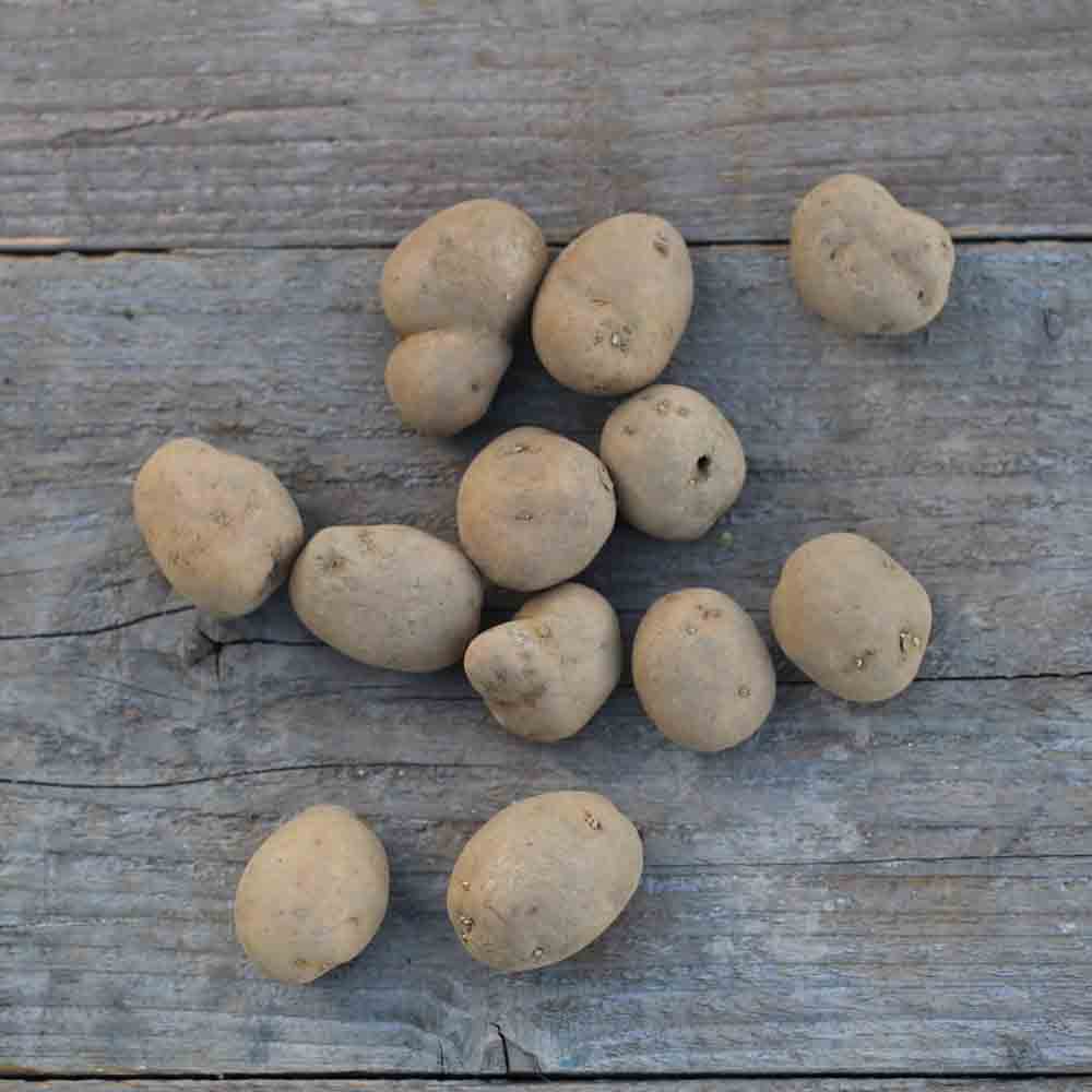 Plants De Pomme De Terre Bintje - Calibre 28/35 Mm - Lot De 100 Plants Certifiés Origine France