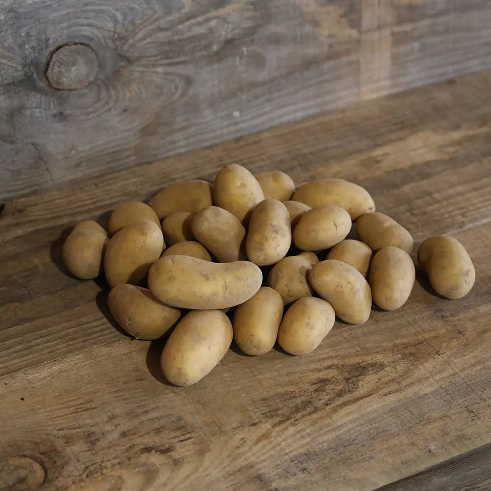 POMME DE TERRE REINE CHARLOTTE® (Variété Château) NT 