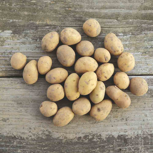 POMME DE TERRE DOLWEN DE BRETAGNE® (Variété Clairette) NT 