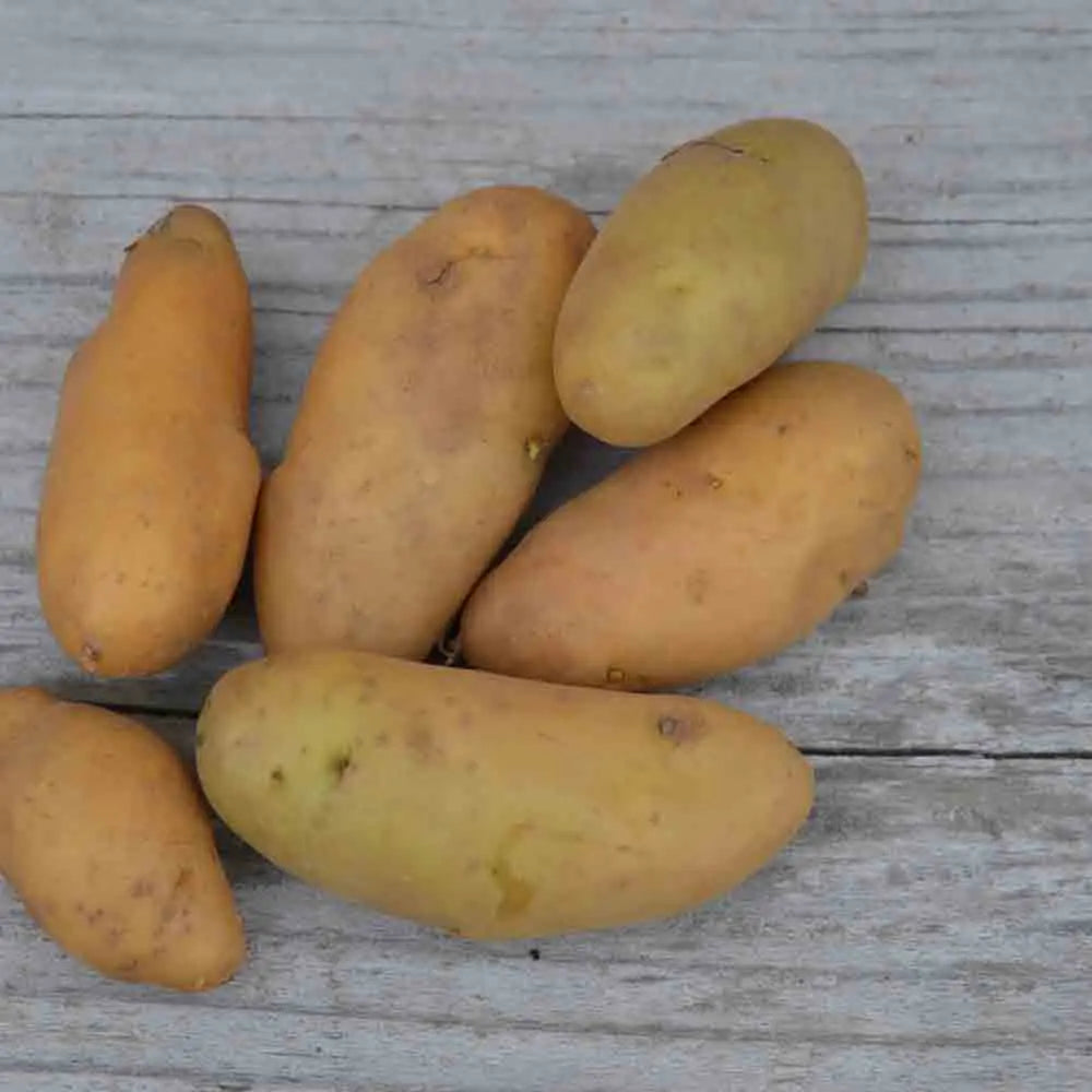 POMME DE TERRE RATTE NT 