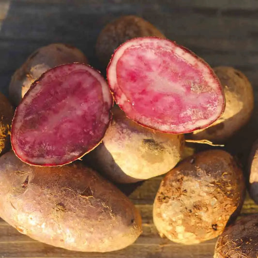 ROSE DE FRANCE POTATO (oder Cirelle) NT