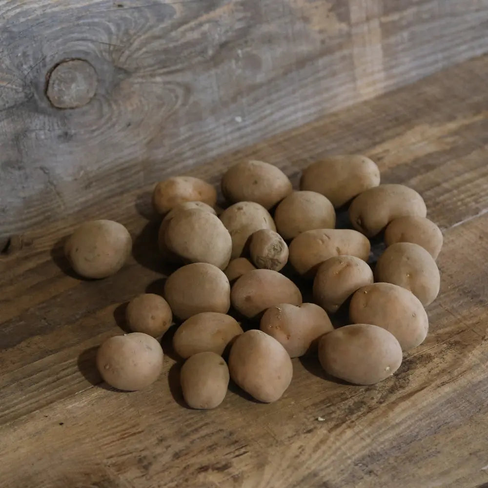 POMME DE TERRE STEMSTER NT 