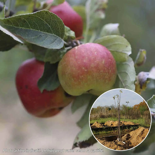POMMIER BOSCOOP ROUGE AB 