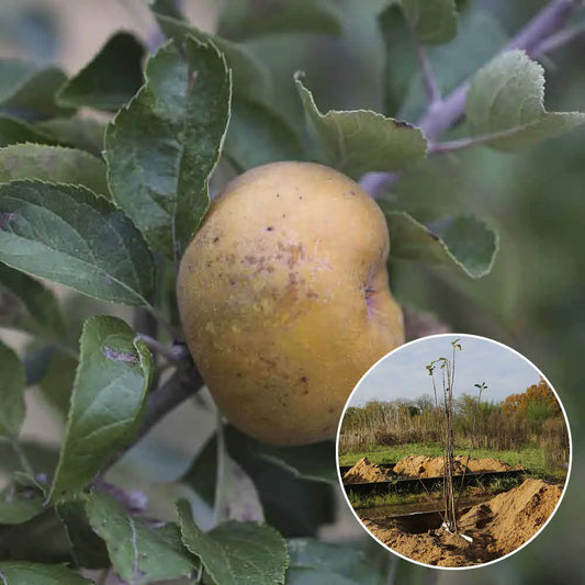 POMMIER CANADA GRIS RN AB 
