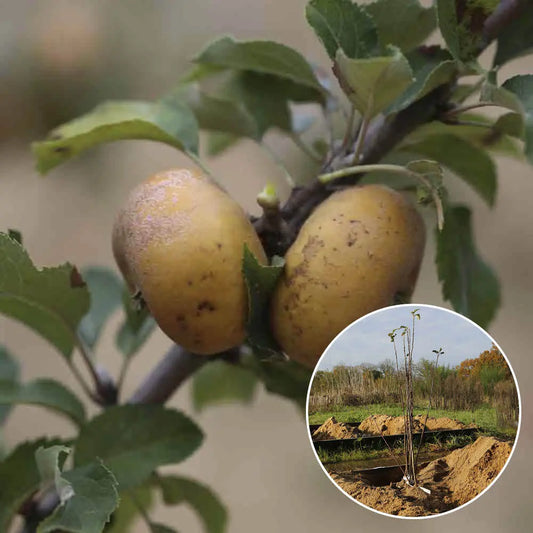 POMMIER FENOUILLET GRIS AB 