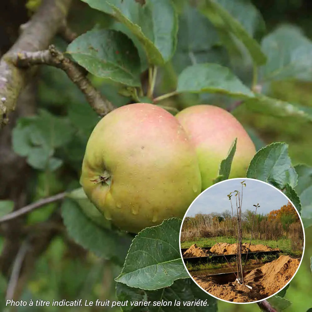 POMMIER REINETTE DUBUISSON AB 