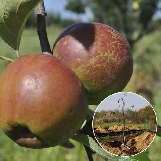 POMMIER REINETTE D'ARMORIQUE AB 