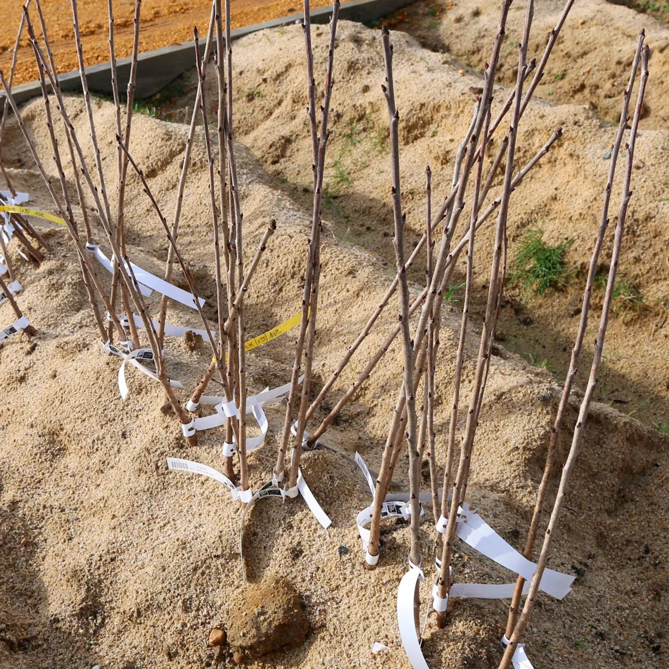 PORTE GREFFE FRANC POUR CERISIER AB 