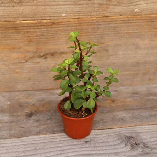 PORTULACA AB - PLANT 