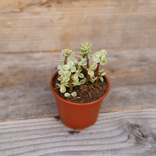 PORTULACA VARIEGATA AB - PLANT 