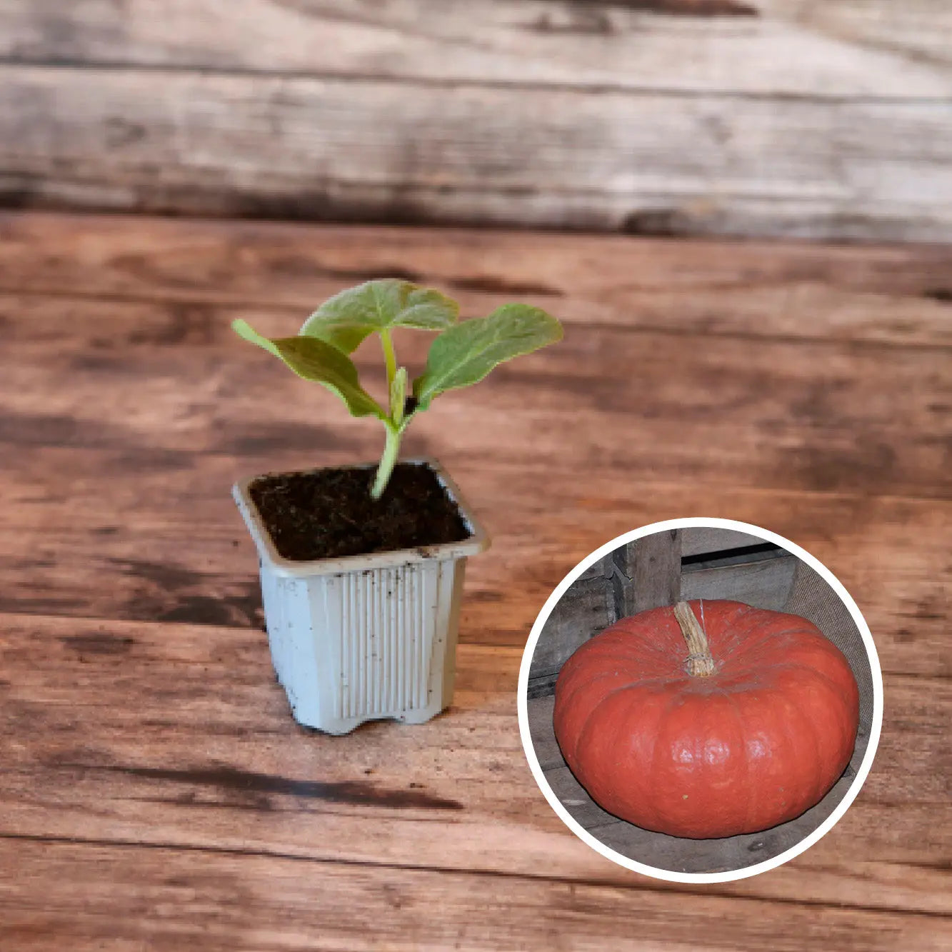 POTIRON ROUGE TRES VIF D'ETAMPES AB - PLANT 