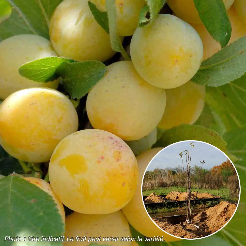 PRUNIER GOLDEN DROP GOUTTE D'OR AB 
