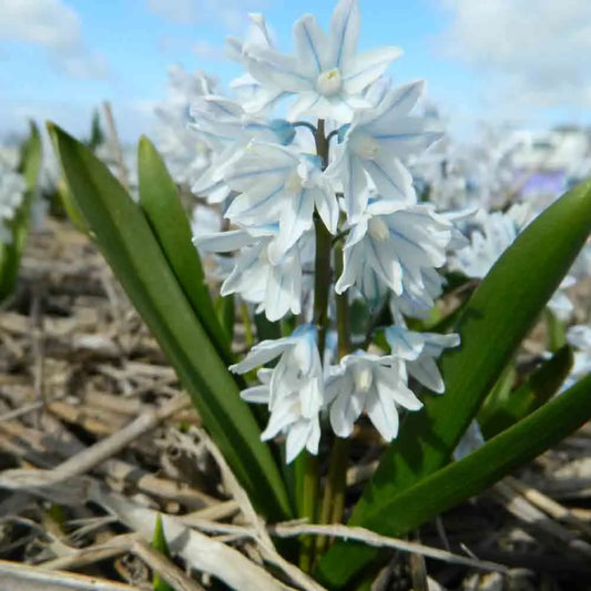 PUSCHKINIA LIBANOTICA 'ALBA' 