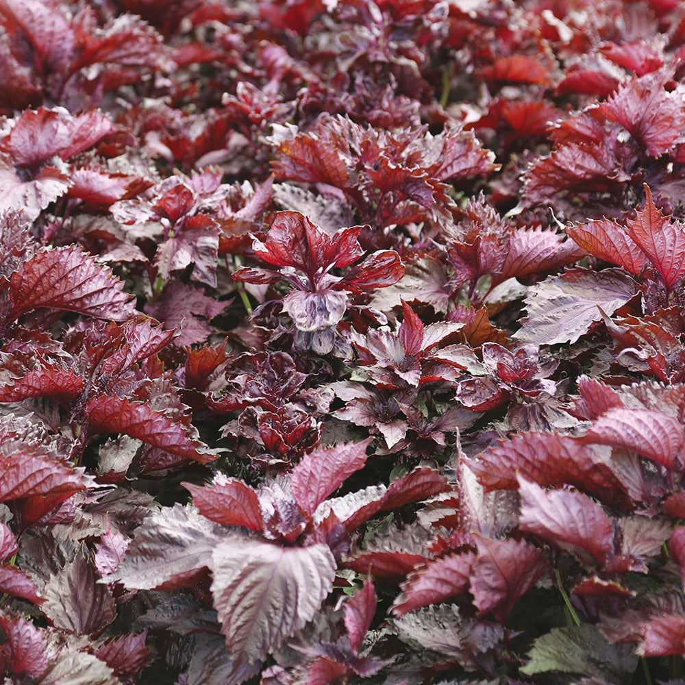 PERILLA ROUGE OU SHISO POURPRE AB - PLANT 