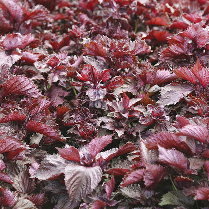 PERILLA ROUGE OU SHISO POURPRE AB - PLANT 