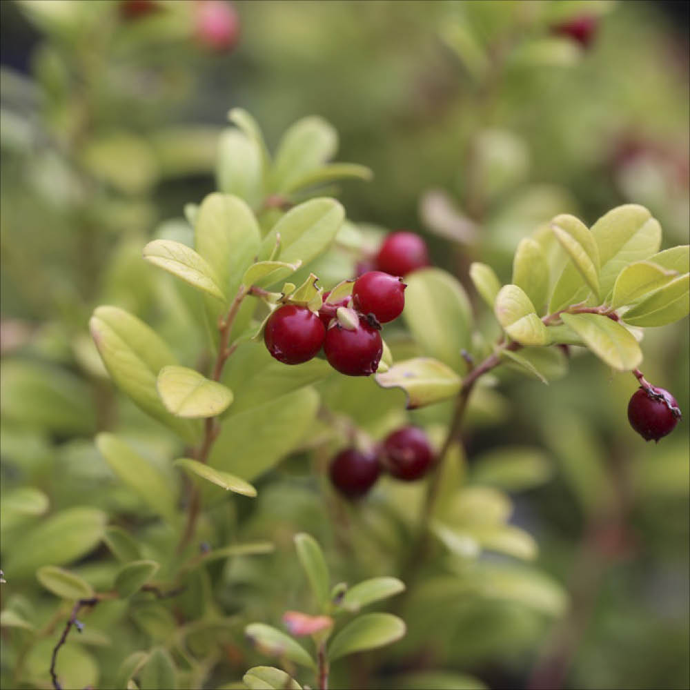 Plant d'airelle bio – La Ferme de Sainte Marthe