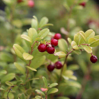 Plant d'airelle bio – La Ferme de Sainte Marthe
