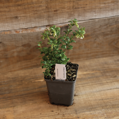 Plant d'airelle en pot bio – La Ferme de Sainte Marthe