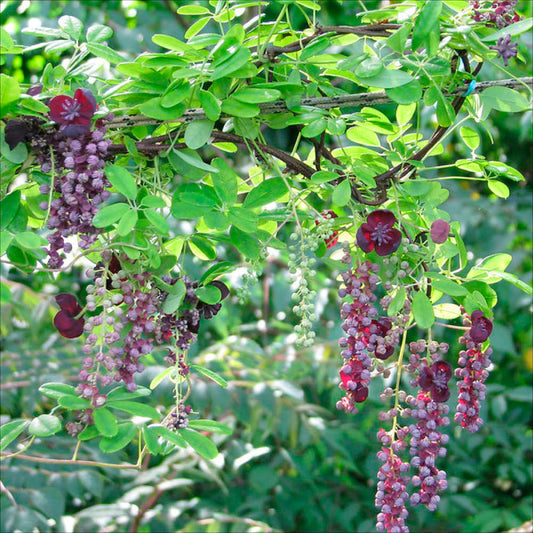 Plant d'akebia longeracemosa bio – La Ferme de Sainte Marthe