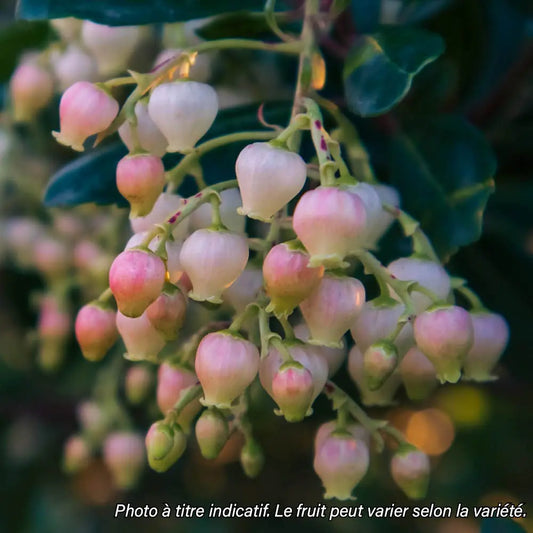 Plant d'arbousier à fleurs roses bio – La Ferme de Sainte Marthe
