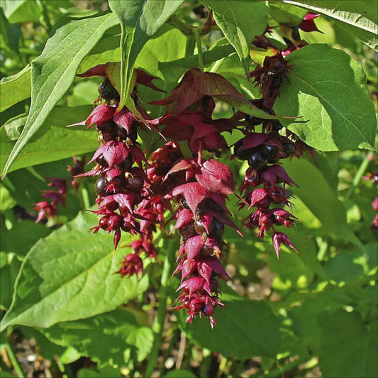Plant d'arbre aux faisans – La Ferme de Sainte Marthe