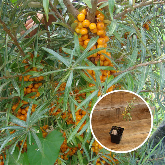 Plant d'argousier femelle hergo bio – La Ferme de Sainte Marthe