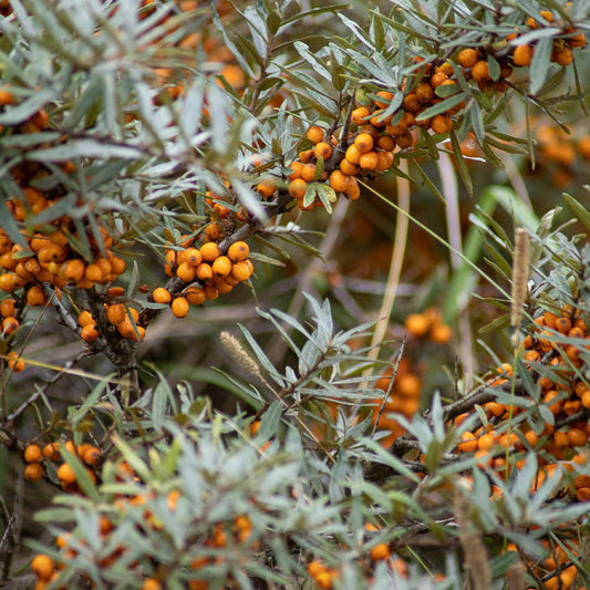 Plant d'argousier femelle roc orange bio – La Ferme de Sainte Marthe