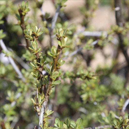Plant d'argousier mâle masculi bio – La Ferme de Sainte Marthe