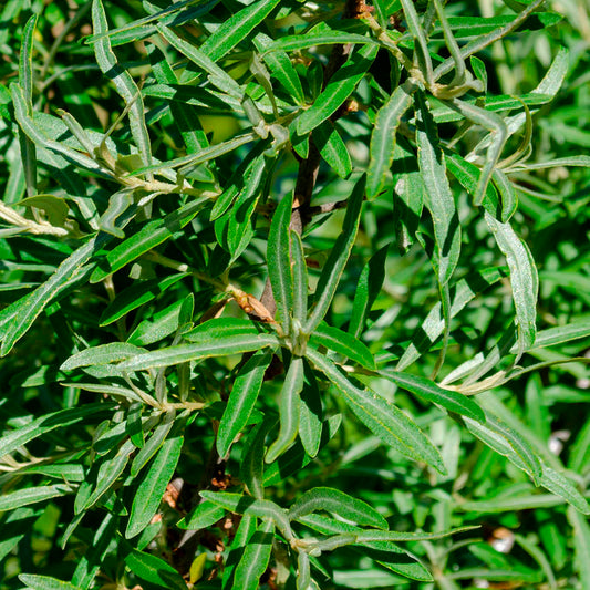 Plant d'argousier mâle pollimix bio – La Ferme de Sainte Marthe