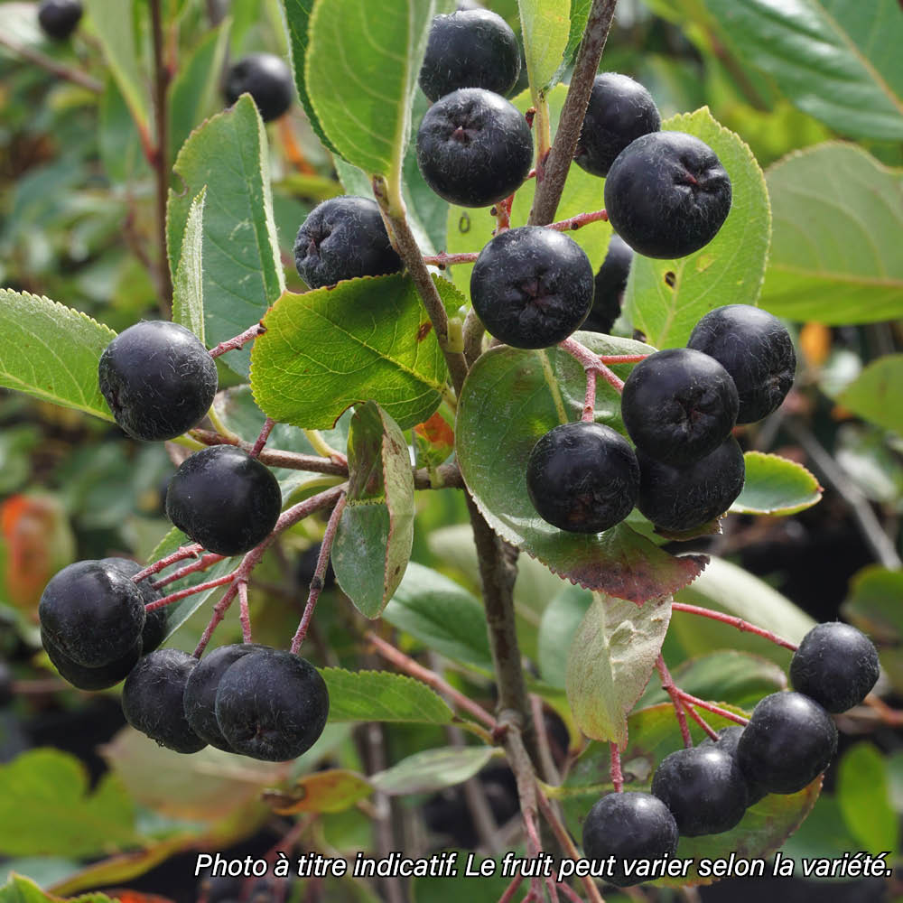 Plant d'aronia bio – La Ferme de Sainte Marthe