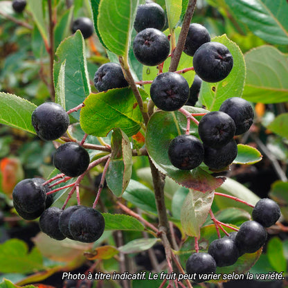 Plant d'aronia bio – La Ferme de Sainte Marthe
