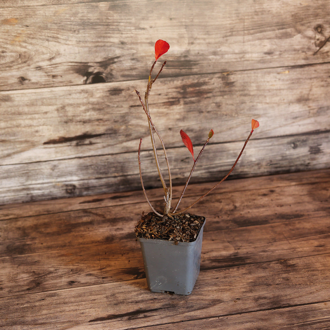 Plant d'aronia en pot bio – La Ferme de Sainte Marthe