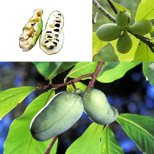 Plant d'asiminier triloba pawpaw bio – La Ferme de Sainte Marthe