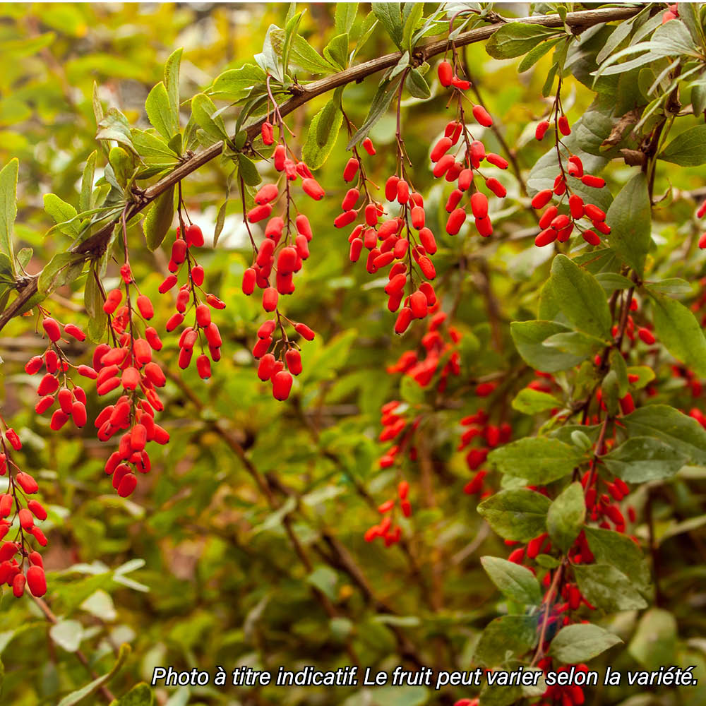 Plant de baie de goji princess tao – La Ferme de Sainte Marthe