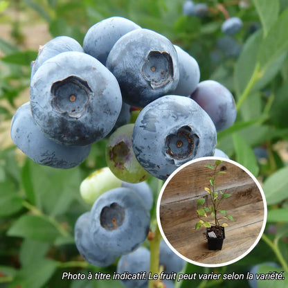 Plant de bleuet nain sainte angèle bio – La Ferme de Sainte Marthe