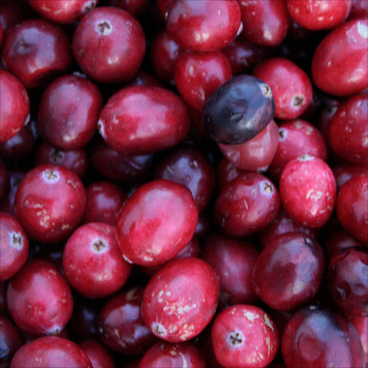 Plant de canneberge crowley (cranberry) bio – La Ferme de Sainte Marthe